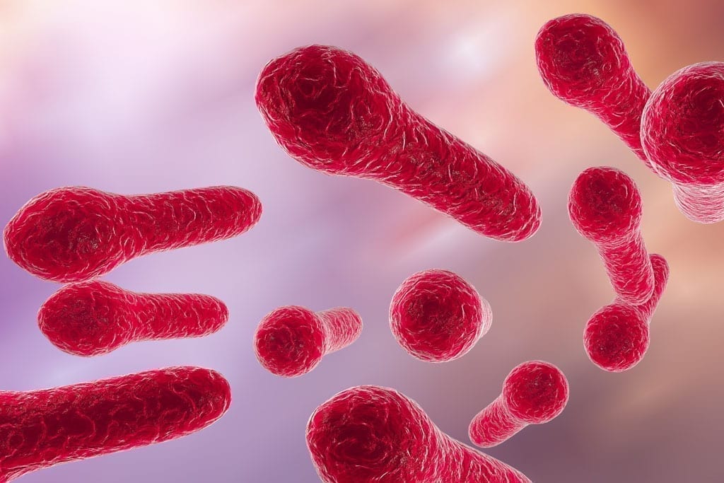 de alvorlige sygdomsbakterier Clostridium difficile i microskop